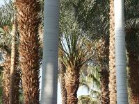 Diffrents troncs de palmiers