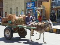 Scne classique en Egypte. Vie rurale...