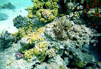 Deux poissons clowns dans une anmone