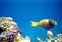 Poisson perroquet, frquent dans la rgion