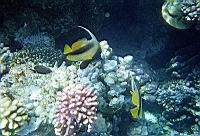 Tout cela vu en faisant du snorkeling