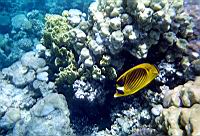Magnifiques poissons